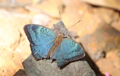 Euriphene veronica