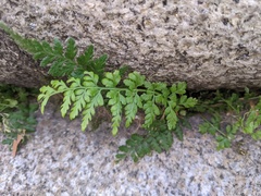Asplenium obovatum lanceolatum