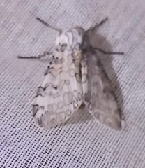 Hypercompe albescens