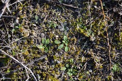 Helianthemum ledifolium