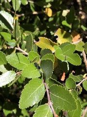 Atomosphyrus tristiculus