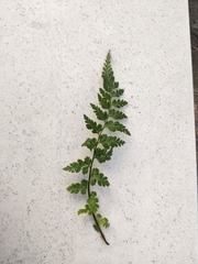 Asplenium obovatum lanceolatum