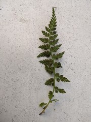 Asplenium obovatum lanceolatum