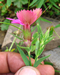 Dianthus caucaseus