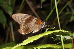 Papilio nireus