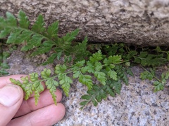 Asplenium obovatum lanceolatum