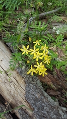 Triteleia ixioides scabra