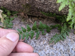 Asplenium obovatum lanceolatum