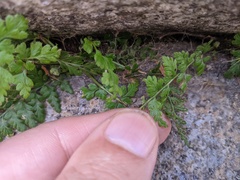 Asplenium obovatum lanceolatum