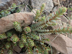 Pimelea traversii