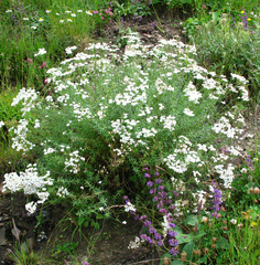 Achillea ptarmicifolia