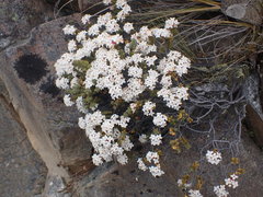 Pimelea traversii