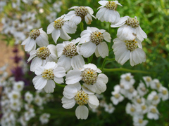 Achillea ptarmicifolia