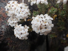 Pimelea traversii