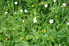 Eriocapitella rivularis