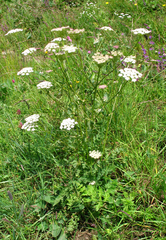 Seseli transcaucasicum