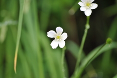 Eriocapitella rivularis