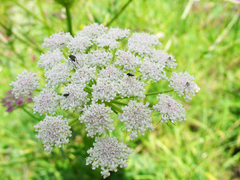 Seseli transcaucasicum