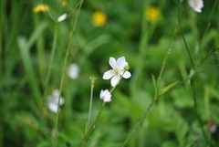 Eriocapitella rivularis