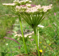 Seseli transcaucasicum