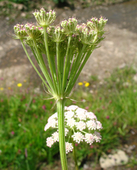 Seseli transcaucasicum