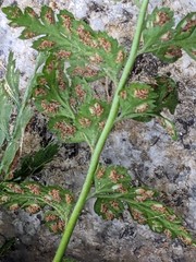 Asplenium obovatum lanceolatum