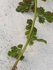 Asplenium obovatum lanceolatum