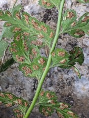 Asplenium obovatum lanceolatum