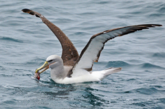 Salvin's Albatross photo 4