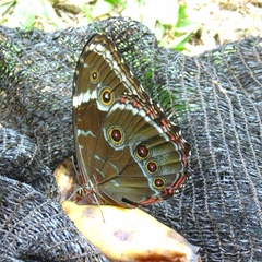 Morpho helenor achillides