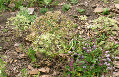 Heracleum grandiflorum