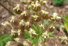 Heracleum grandiflorum