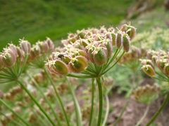 Heracleum grandiflorum