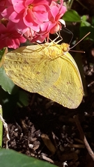 Phoebis agarithe fisheri