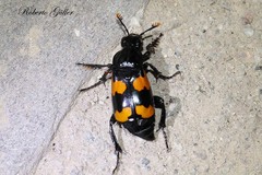 Nicrophorus scrutator