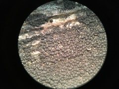 Anteaglonium globosum