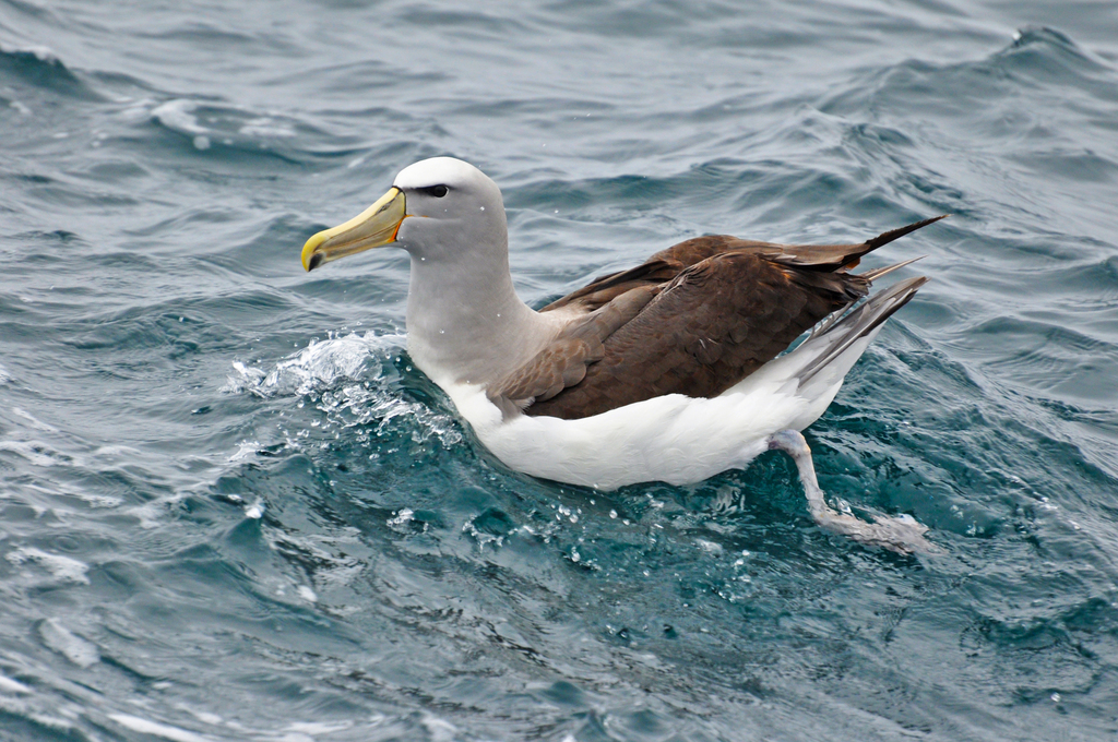 Salvin's Albatross photo