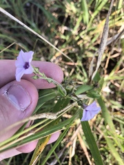 Ipomoea sinensis blepharosepala