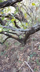 Quercus glaucoides