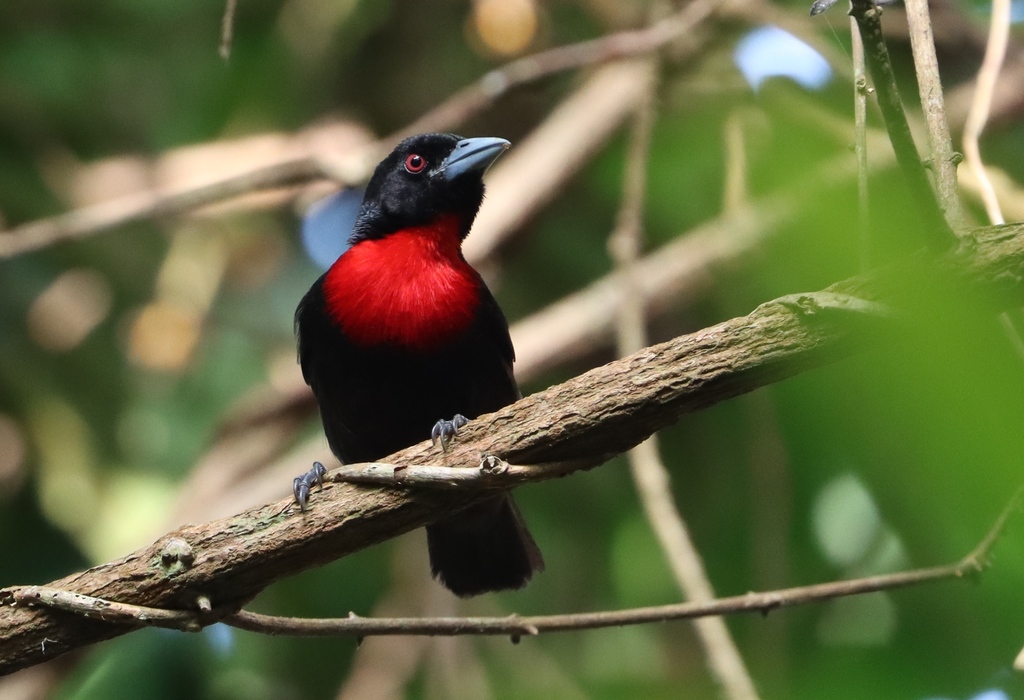 Blue-billed Malimbe photo