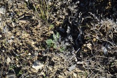 Helianthemum ledifolium