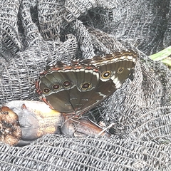 Morpho helenor achillides