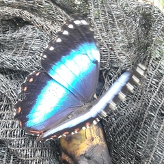 Morpho helenor achillides
