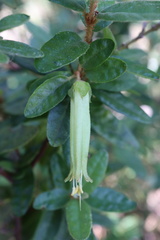 Correa reflexa reflexa