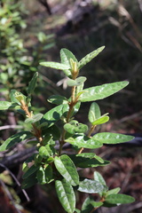 Correa reflexa reflexa