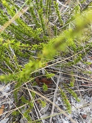Hypericum tenuifolium image