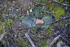 Salvia aethiopis