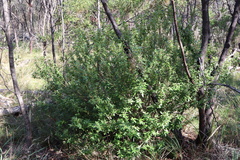 Correa reflexa reflexa