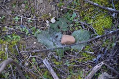 Salvia aethiopis