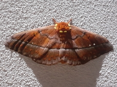 Procitheronia principalis